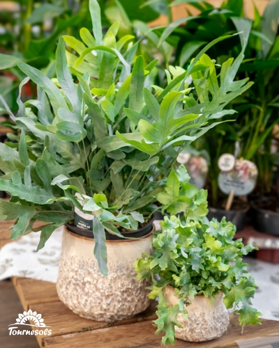 Plantes purificatrices Air So Pur en pots, fougères anti-humidité idéales pour assainir l’air intérieur.